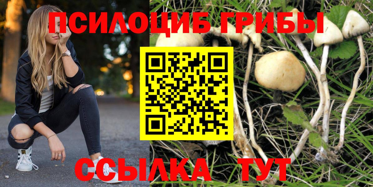 Галлюциногенные грибы Psilocybine cubensis Орск